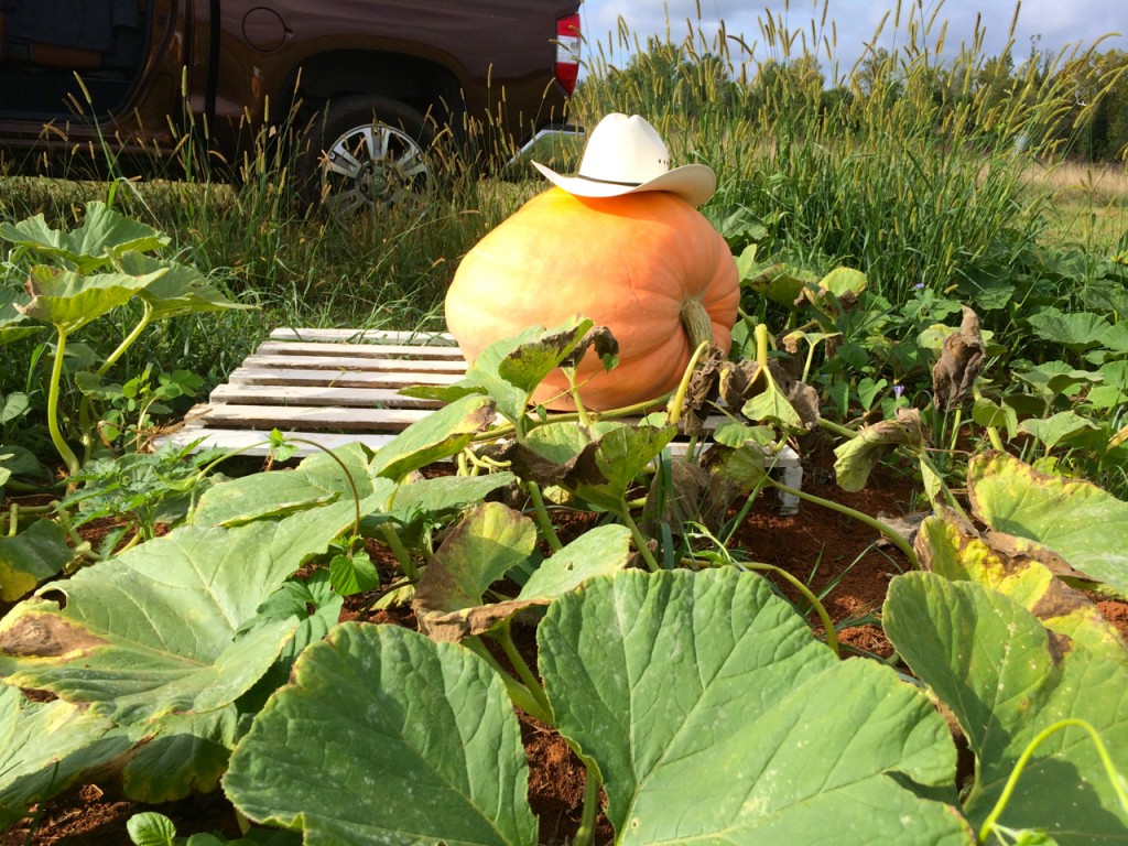 Giant Pumpkin