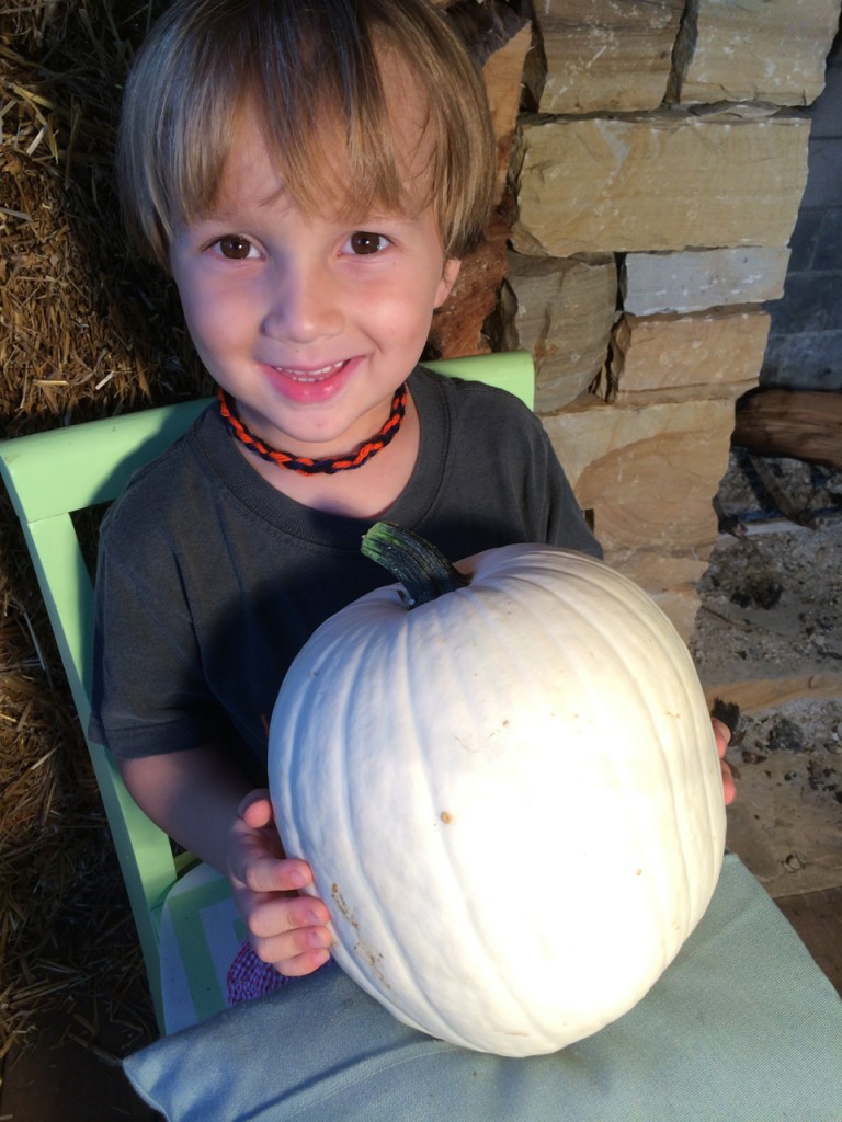 Henry cotton candy pumpkin