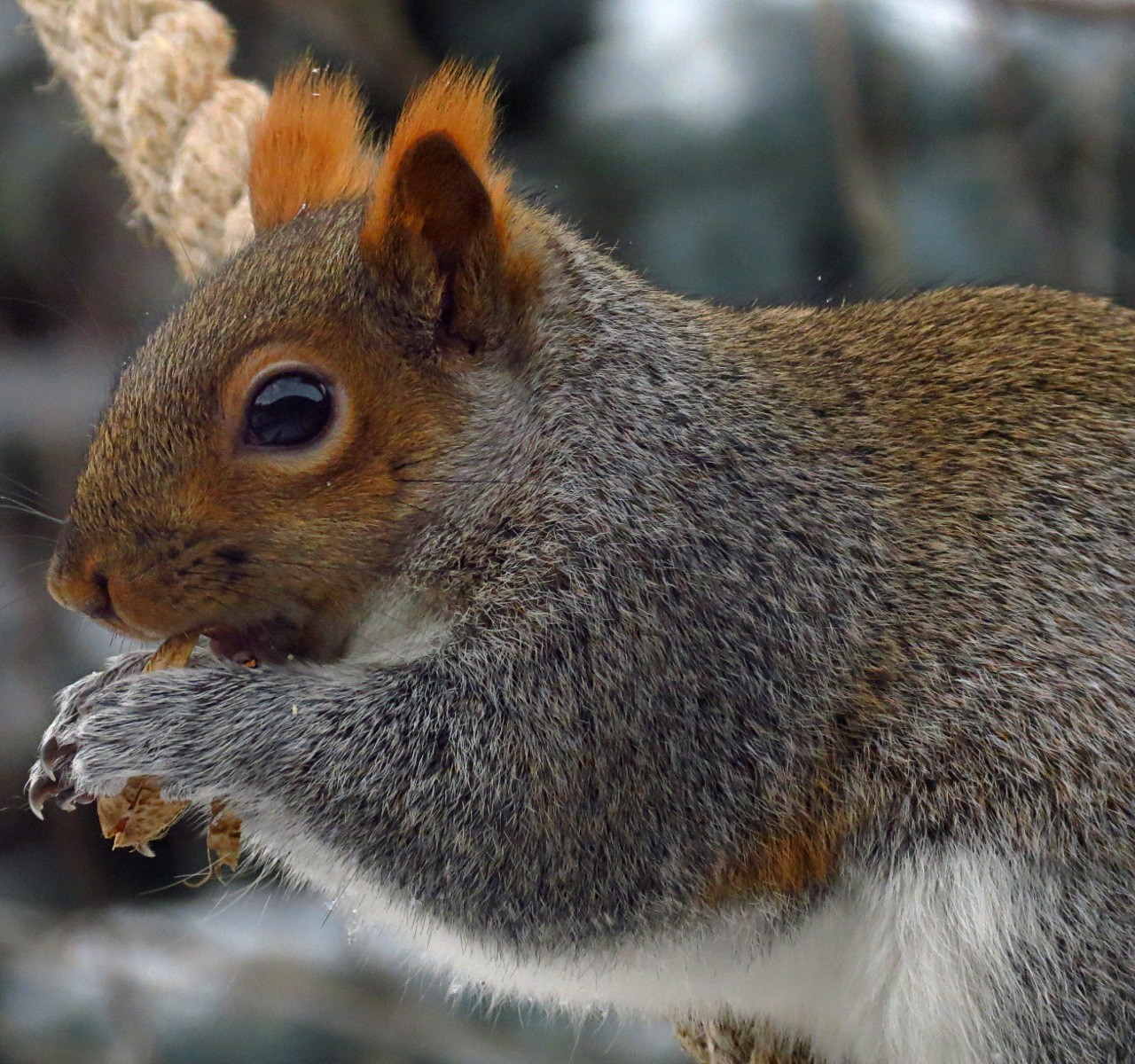 Squirrel ears shop