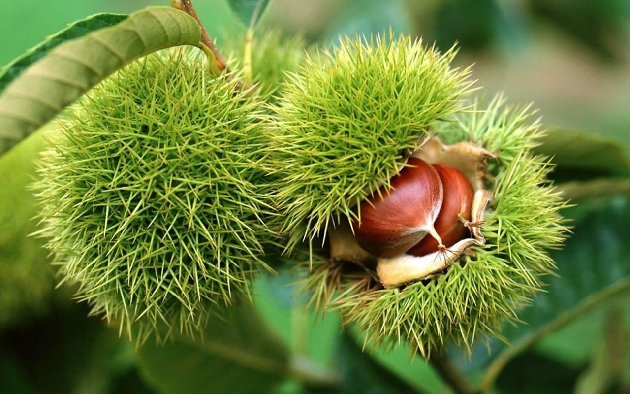 chestnut03