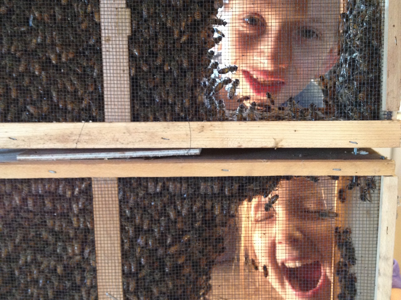 Them Bees 2