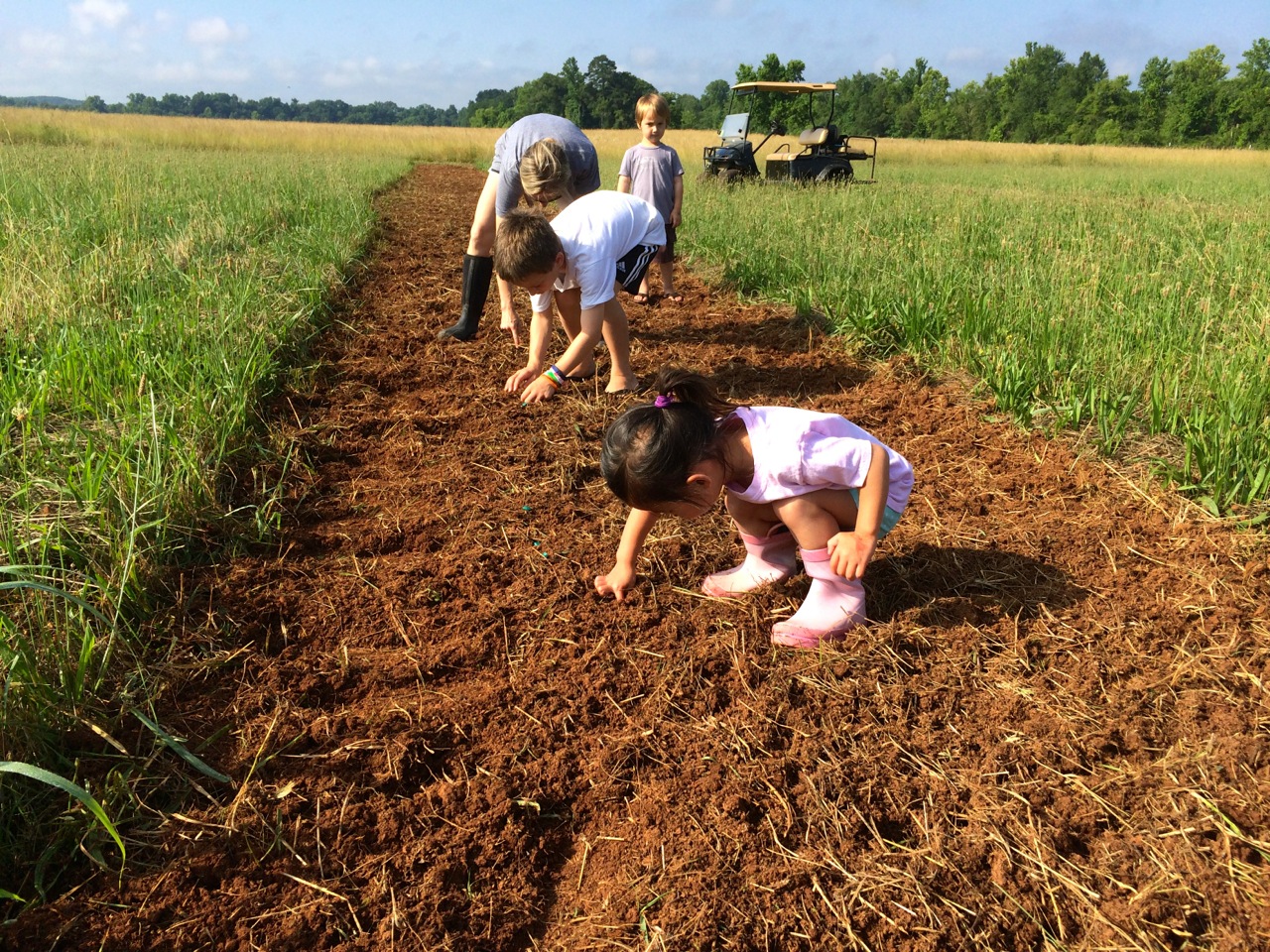 Alpine Planting Pumpkins