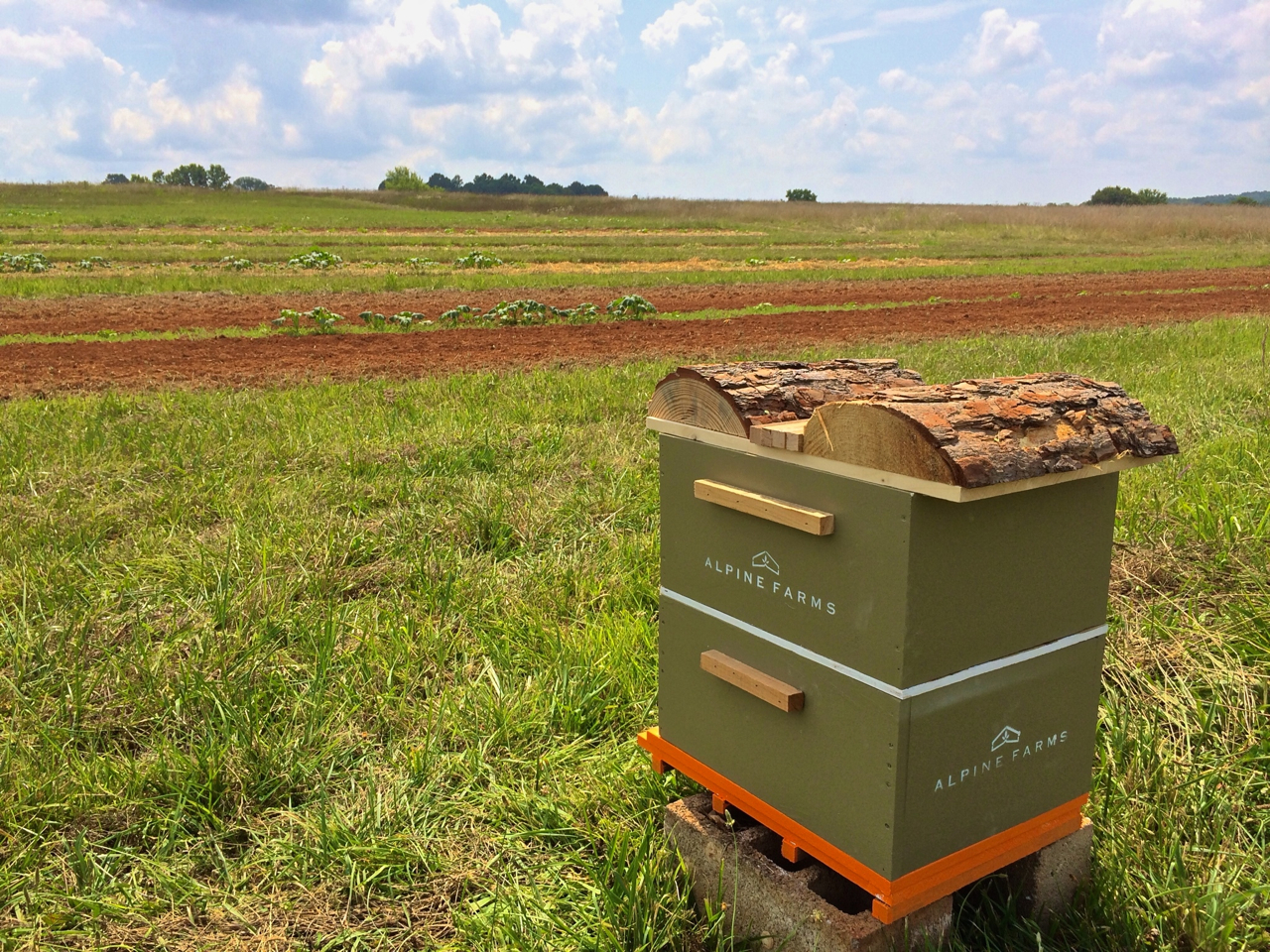 bees on the pumpkin feild