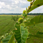 baby chestnut 2