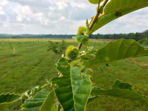 baby chestnut 2